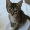 Katzenkind Ember