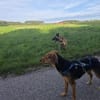 Klara sucht ihren Menschen