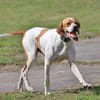 Pointer Chico sucht seine Menschen