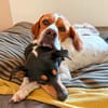 Pointer Chico sucht seine Menschen