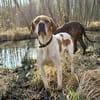 Pointer Chico sucht seine Menschen