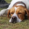 Pointer Chico sucht seine Menschen