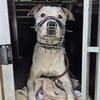 Otis