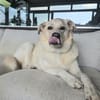 Sammy Labrador HSH Hund sucht ein Zuhaus