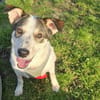 sozialer Rolli-Hund JOSCHI sucht seine Menschen