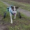 sozialer Rolli-Hund JOSCHI sucht seine Menschen