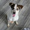 sozialer Rolli-Hund JOSCHI sucht seine Menschen