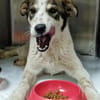 sozialer Rolli-Hund JOSCHI sucht seine Menschen