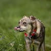Pepito - toller unkomplizierter Rüde