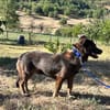 Coco sucht seine Menschen