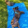 Coco sucht seine Menschen