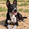 Bashiro -Gute-Laune-Hund sucht Menschen fürs Leben!