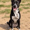 Bashiro -Gute-Laune-Hund sucht Menschen fürs Leben!