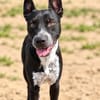 Bashiro -Gute-Laune-Hund sucht Menschen fürs Leben!