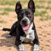 Bashiro -Gute-Laune-Hund sucht Menschen fürs Leben!