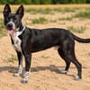 Bashiro -Gute-Laune-Hund sucht Menschen fürs Leben!