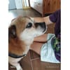 Sid - wartet in 93309 Kelheim