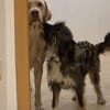 LILA  ein Engel, Pflegefamilie Kevelaer