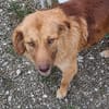 Capuccina 1-2 Jahre