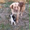 Capuccina 1-2 Jahre