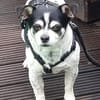Raton - jetzt Rocky, Hundeopi sucht Zuhause