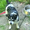 Raton - jetzt Rocky, Hundeopi sucht Zuhause