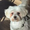 Amalka° 66740 Saarlouis