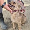 Lupita, verschmust, neugierig, verträglich
