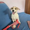 Hallo! Ich bin Peanut und suche Dich :-)