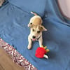 Hallo! Ich bin Peanut und suche Dich :-)