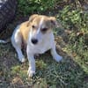 Hallo! Ich bin Peanut und suche Dich :-)