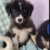 Baby Hazel möchte Ihr Köfferchen packen