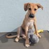 Leo sucht ein liebevolles Zuhause