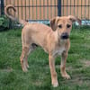 Leo sucht ein liebevolles Zuhause