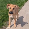 Leo sucht ein liebevolles Zuhause