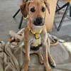 Leo sucht ein liebevolles Zuhause