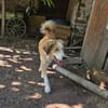 Cleo sucht ein Zuhause, in dem sie geliebt und umsorgt wird.