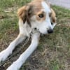 Cleo sucht ein Zuhause, in dem sie geliebt und umsorgt wird.