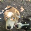 Cleo sucht ein Zuhause, in dem sie geliebt und umsorgt wird.