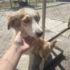 Cleo sucht ein Zuhause, in dem sie geliebt und umsorgt wird.