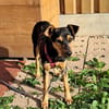 Milla, zuckersüße Junghündin geb. 04/2026