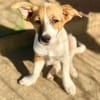 Tia (Welpe) ein feines Mädchen