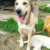 Collie-Mix Vicky -ein sanftes und wunderschönes Wesen