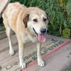 Collie-Mix Vicky -ein sanftes und wunderschönes Wesen