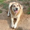 Collie-Mix Vicky -ein sanftes und wunderschönes Wesen