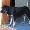 STELLA