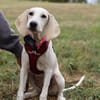 Sadie 😍 liebe und anhängliche Junghündin auf Pflegestelle
