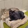 FLUO HAB17532