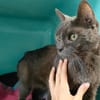 CHARLIE-GRIS QCT