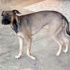 VAIA
